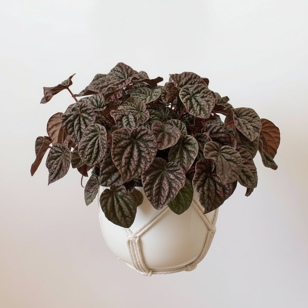 Peperomia caperata - 'Red Luna'