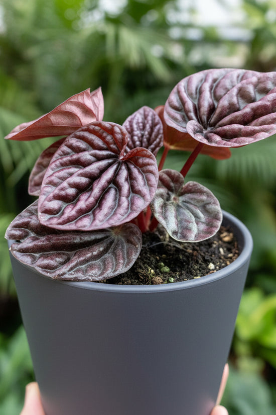 Purple-leafed houseplant on a green background