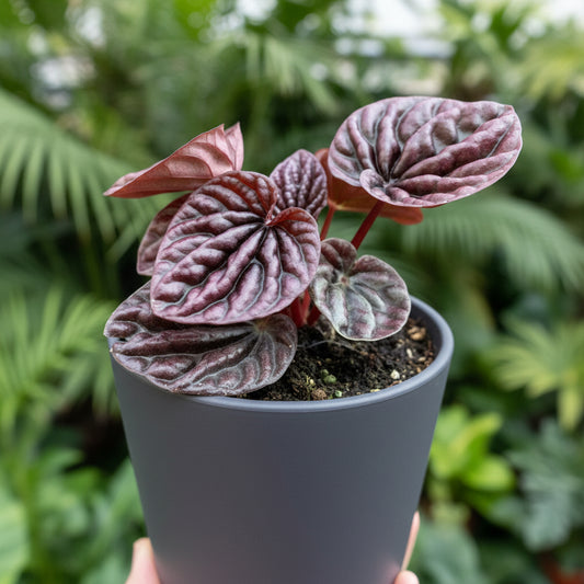 Purple-leafed houseplant on a green background