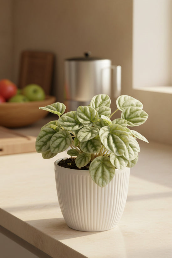 Hand holding a small green potted plant amidst other plants