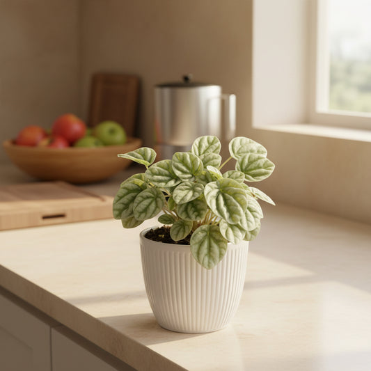 Hand holding a small green potted plant amidst other plants