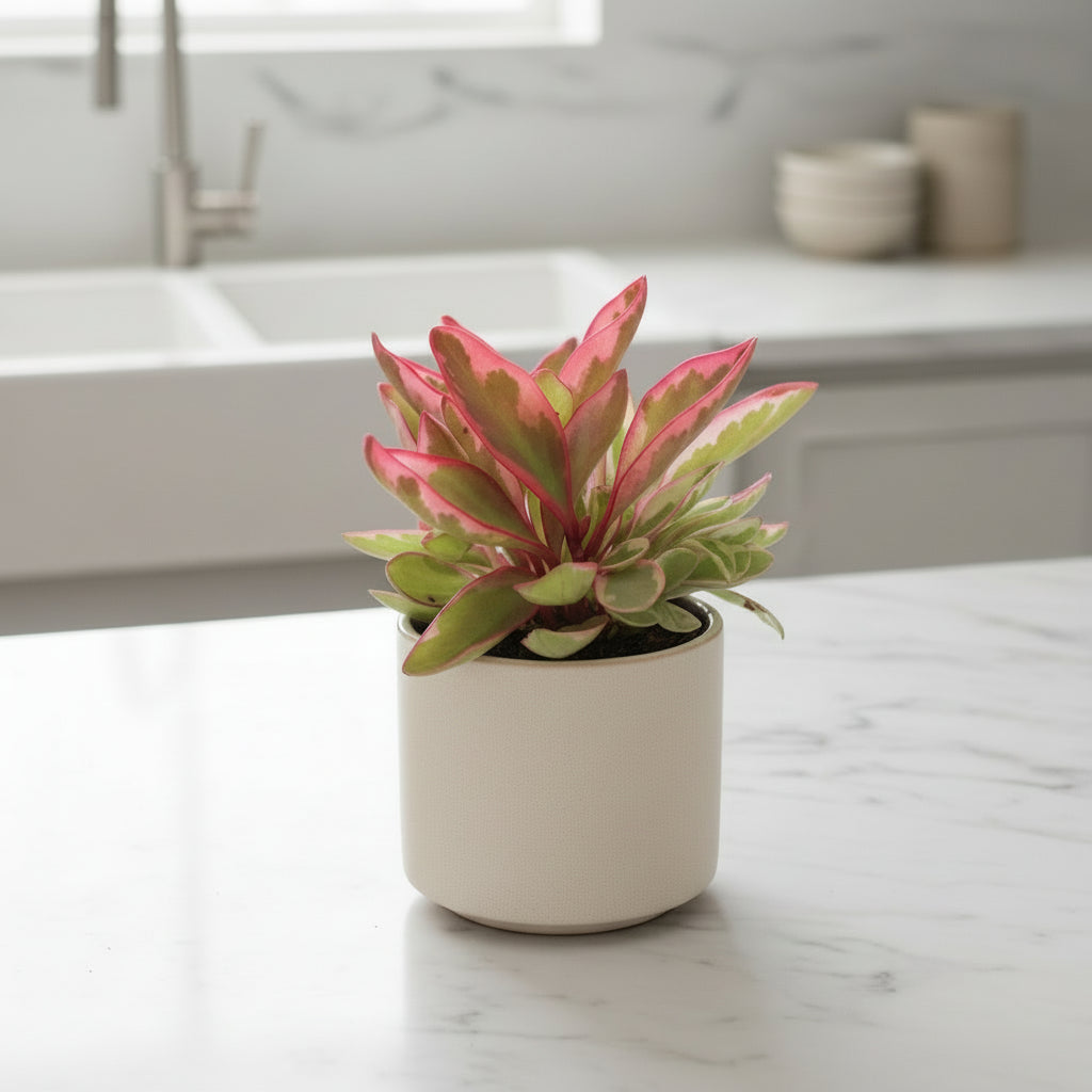 Colorful plant with pink and green leaves against a blurred green background