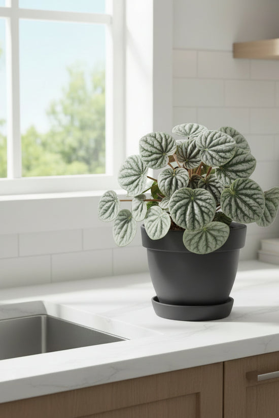 Potted plant with heart-shaped leaves on a textured surface