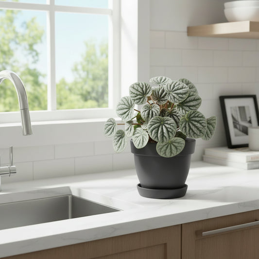 Potted plant with heart-shaped leaves on a textured surface