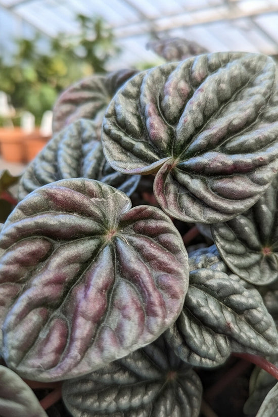 Close-up of variegated peperomia plant with green and pink leaves.