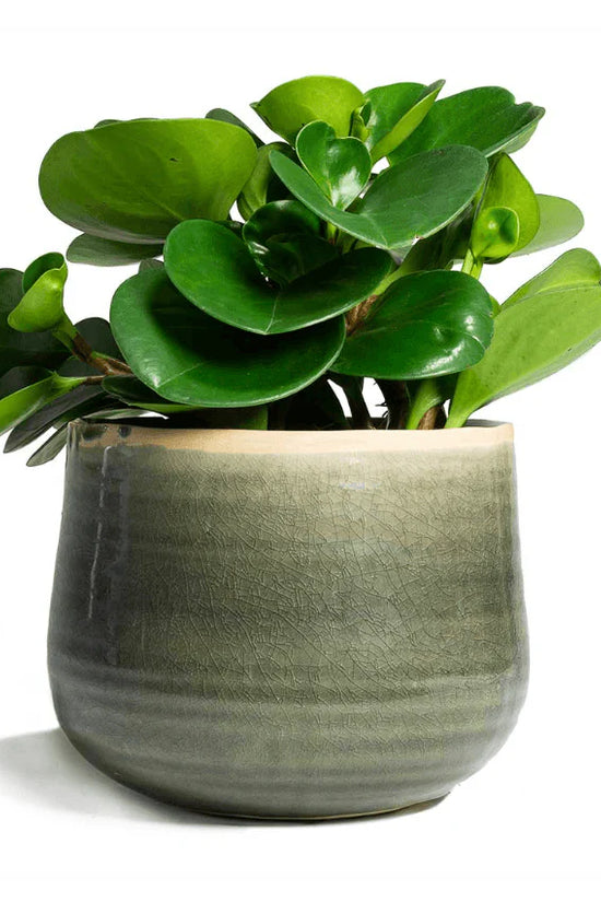 Peperomia obtusifolia - 'Jade'