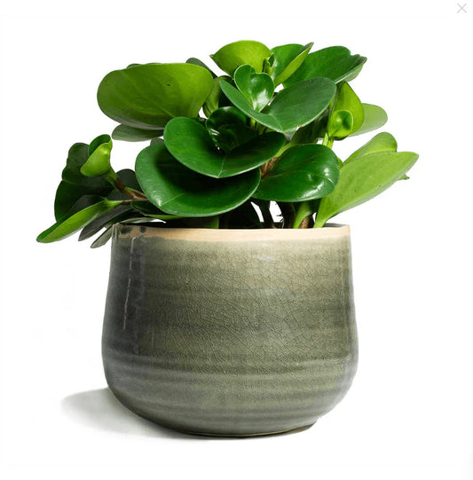 Peperomia obtusifolia - 'Jade'