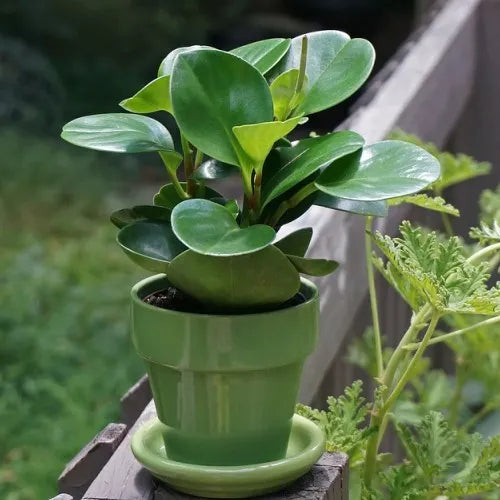 jade rubber plant Peperomia obtusifolia 'Jade' – Baby Rubber Plant