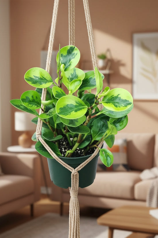 Potted plant with green leaves on a neutral background