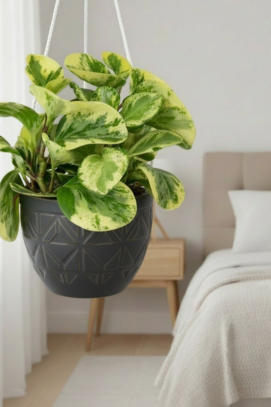 Potted plant with green and yellow leaves on a white background