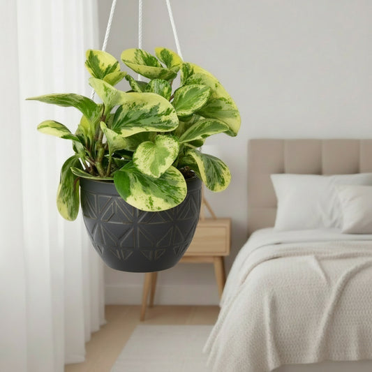 Potted plant with green and yellow leaves on a white background