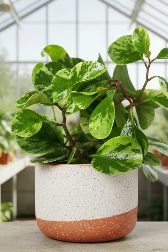 Close-up of a green leafy plant with a plain background