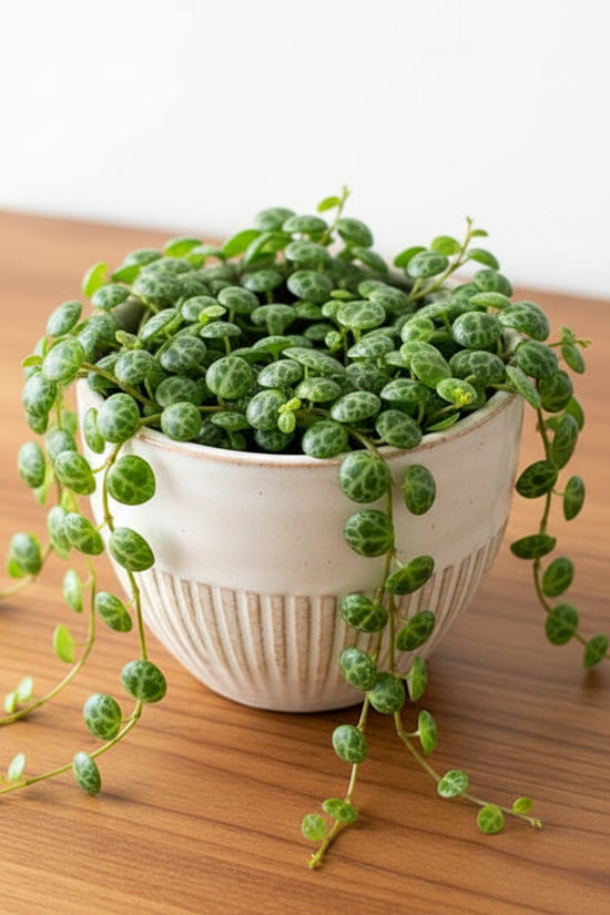 Potted string of turtles plant with text 'how not to kill String of Turtles' on a white background