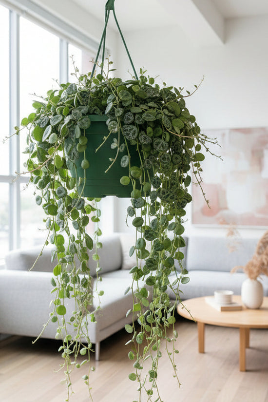Two potted plants in white containers on a white background