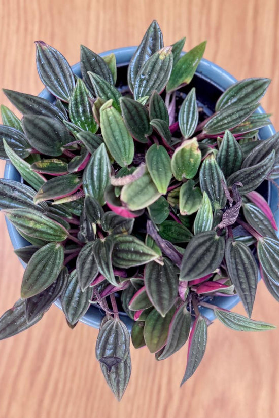 Potted Peperomia rosso ‘Emerald Ripple’ plant with green and purple leaves on a wooden surface