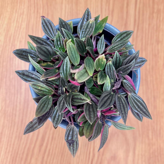 Potted Peperomia rosso ‘Emerald Ripple’ plant with green and purple leaves on a wooden surface