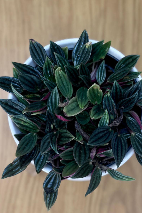 Small potted Peperomia rosso ‘Emerald Ripple’ plant on a wooden surface
