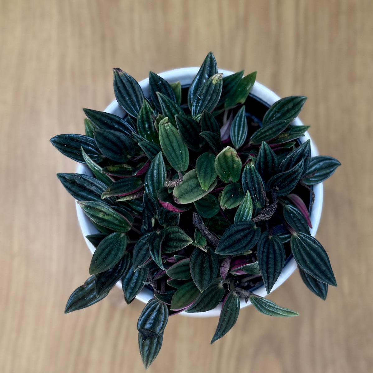 Small potted Peperomia rosso ‘Emerald Ripple’ plant on a wooden surface