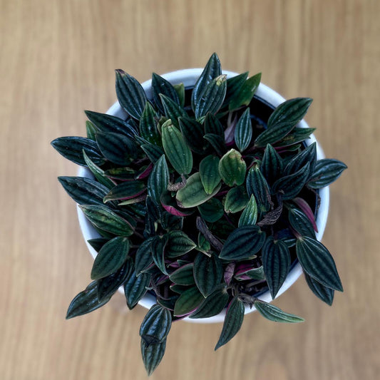 Small potted Peperomia rosso ‘Emerald Ripple’ plant on a wooden surface