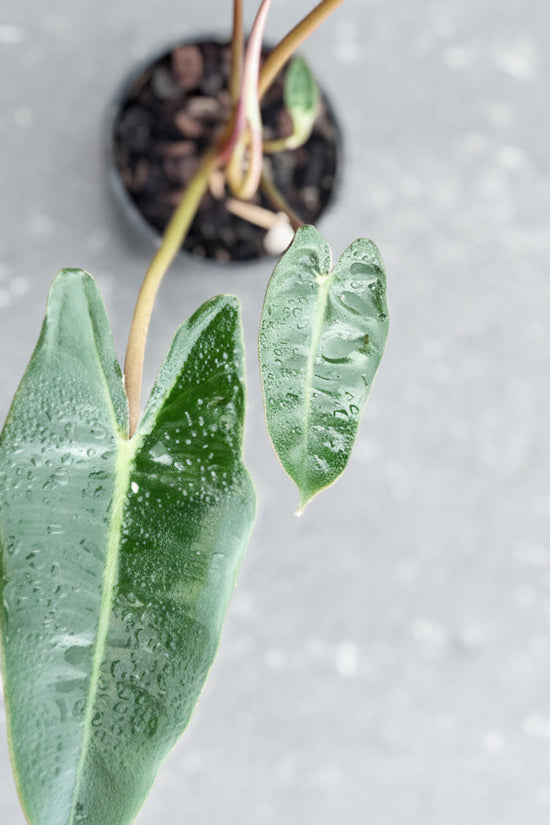 Small potted Philodendron Billitate plant with green leaves on a blue surface