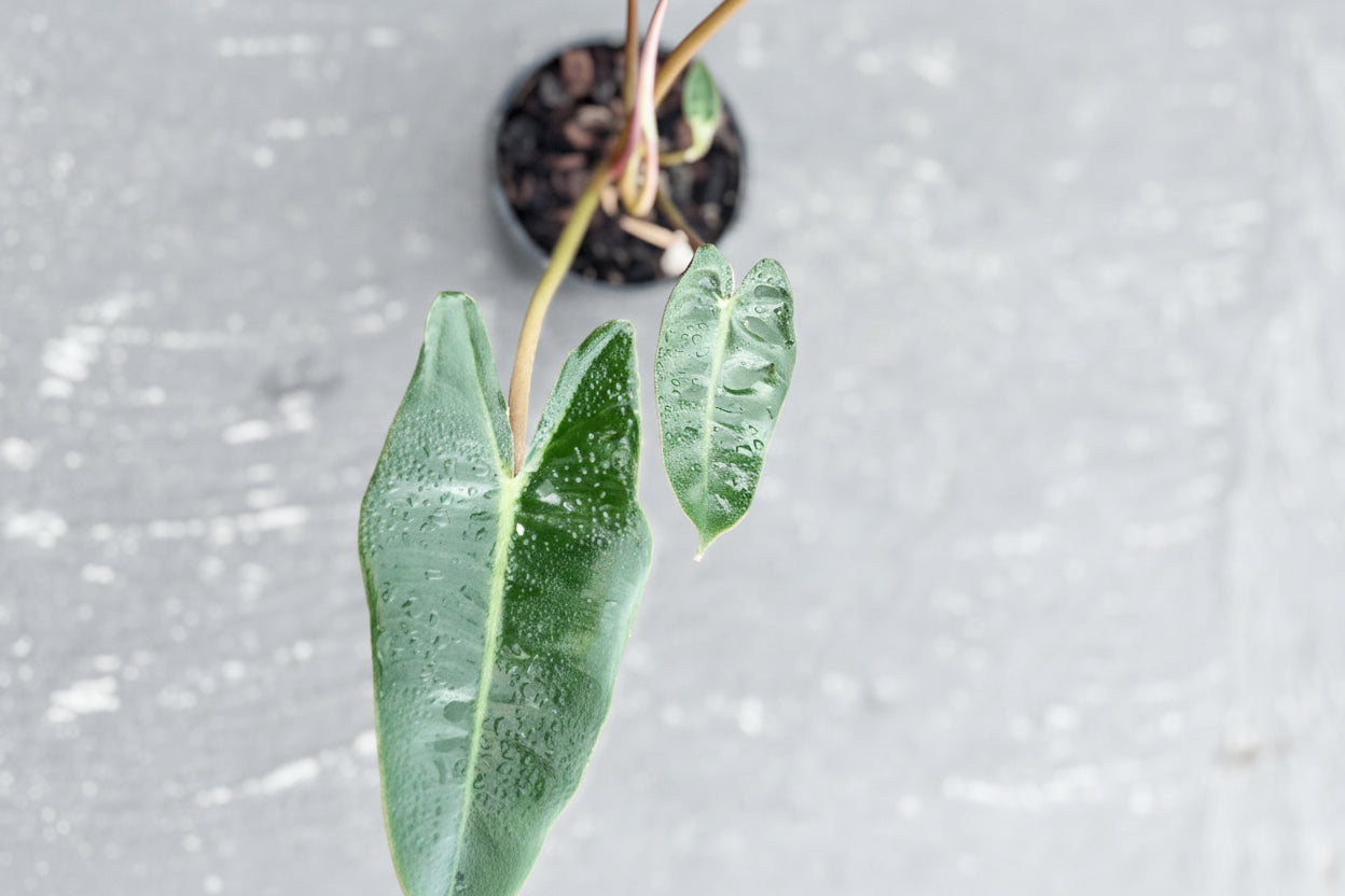 Small potted Philodendron Billitate plant with green leaves on a blue surface