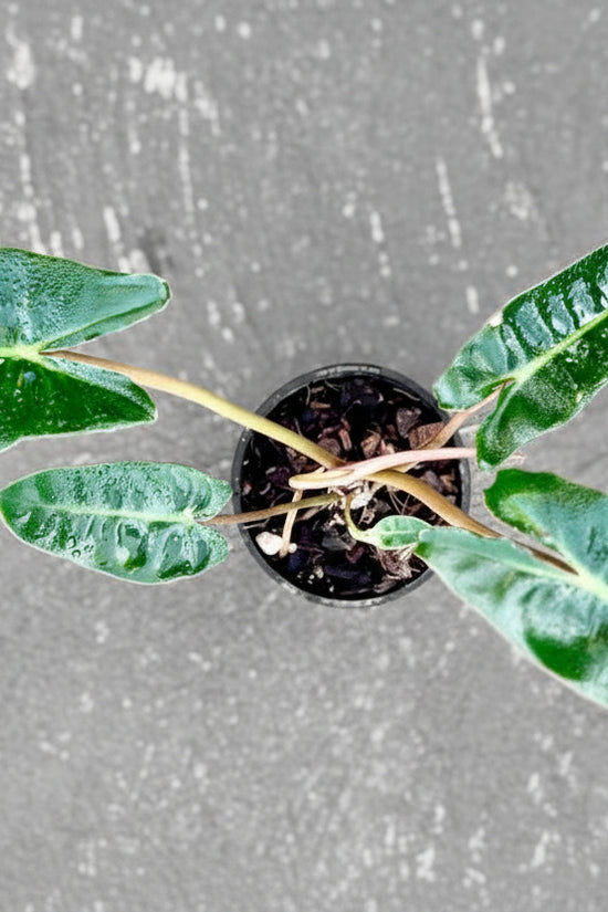 Philodendron - 'Billietiae'