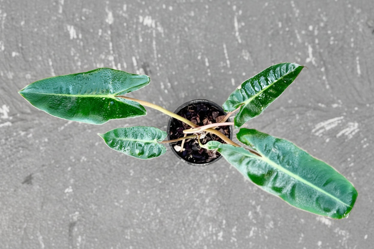 Philodendron - 'Billietiae'