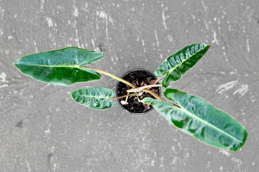 Philodendron - 'Billietiae'