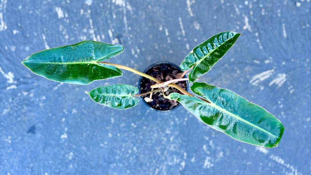 Small plant Philodendron Billitate with green leaves on a blue surface