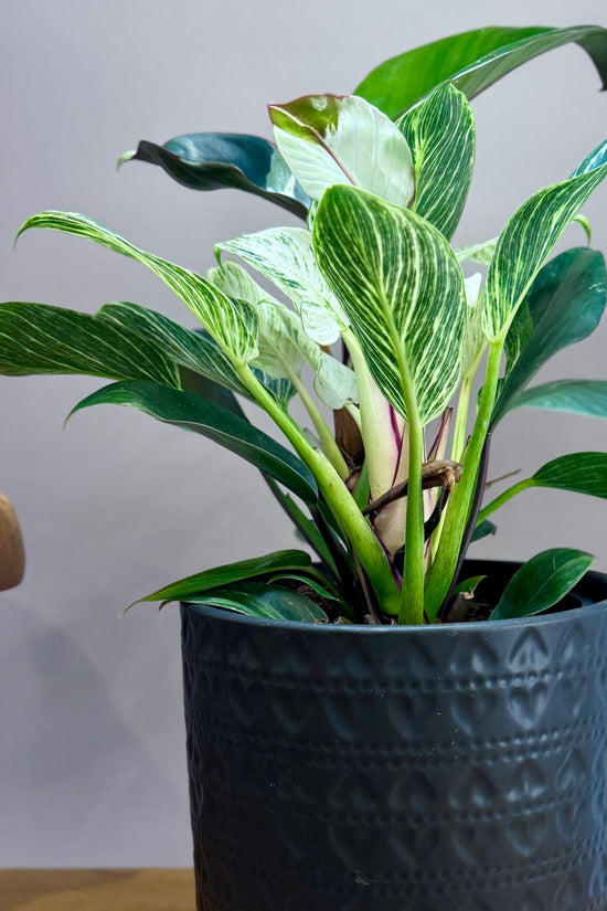 Philodendron Birkin Striata in black ceramic planter pot