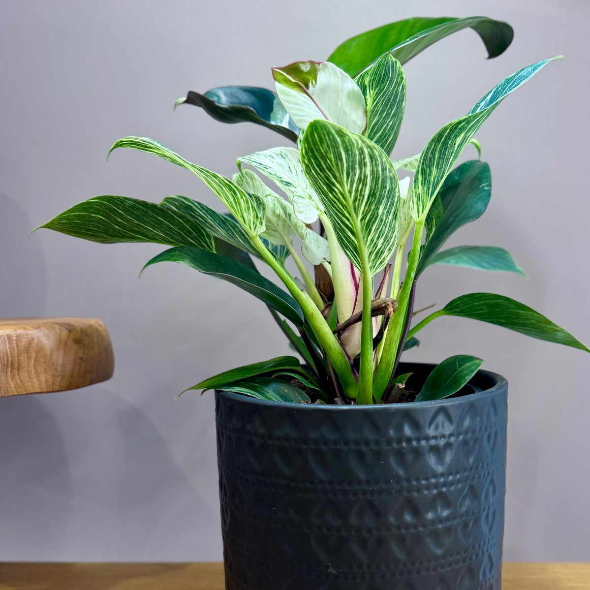 Philodendron Birkin Striata in black ceramic planter pot