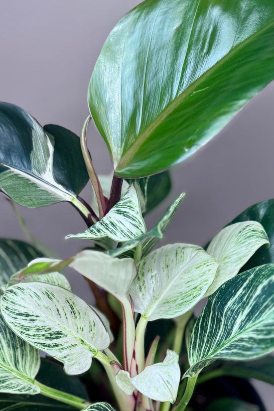 Close up of Philodendron Birkin Striata in black ceramic planter pot