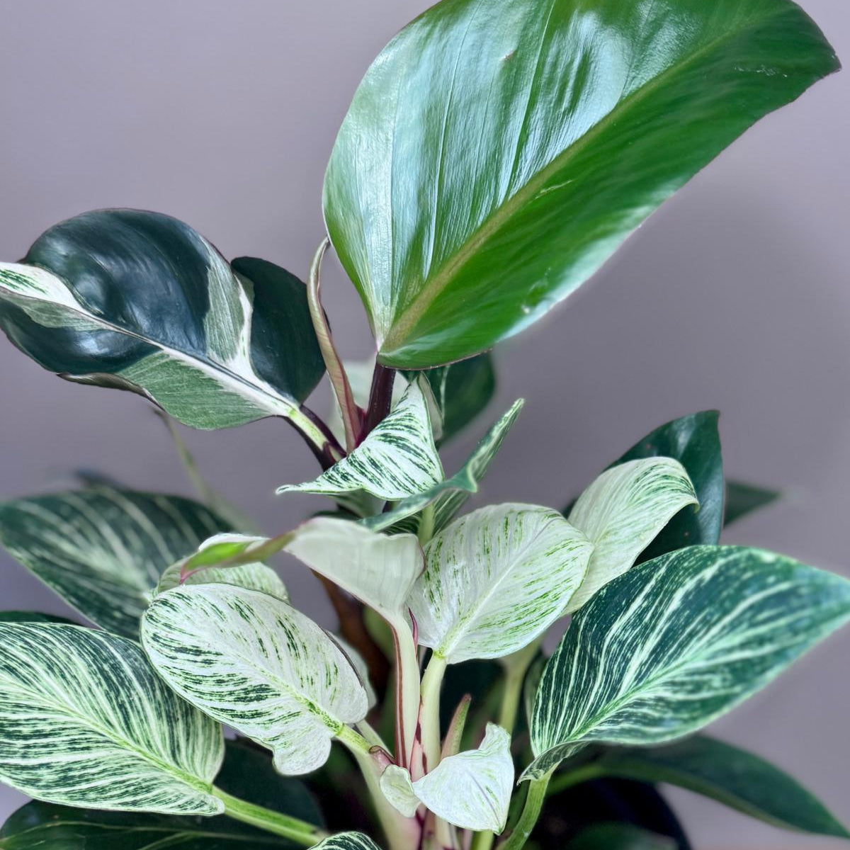 Close up of Philodendron Birkin Striata in black ceramic planter pot