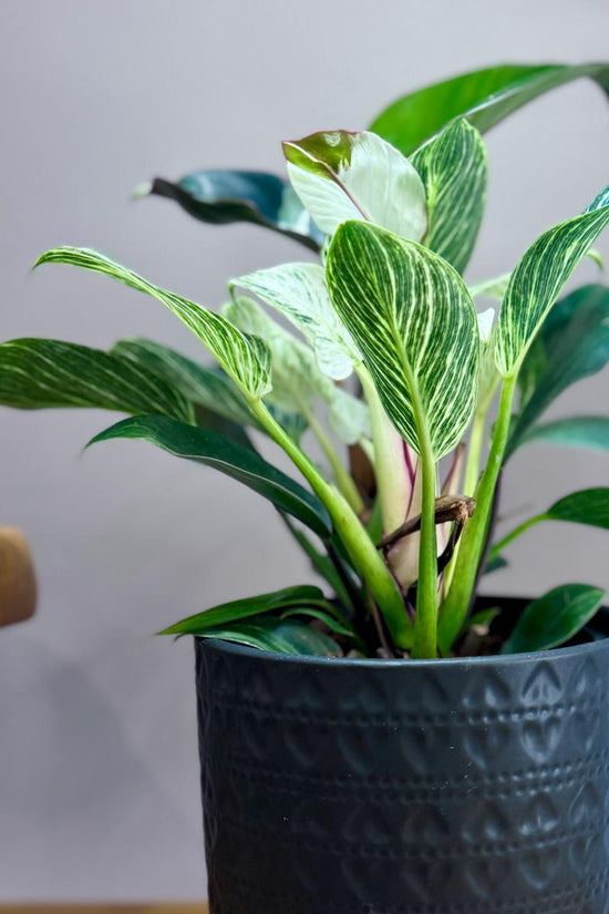Potted Philodendron Birkin Striata plant in a textured black pot on a wooden surface with a grey background