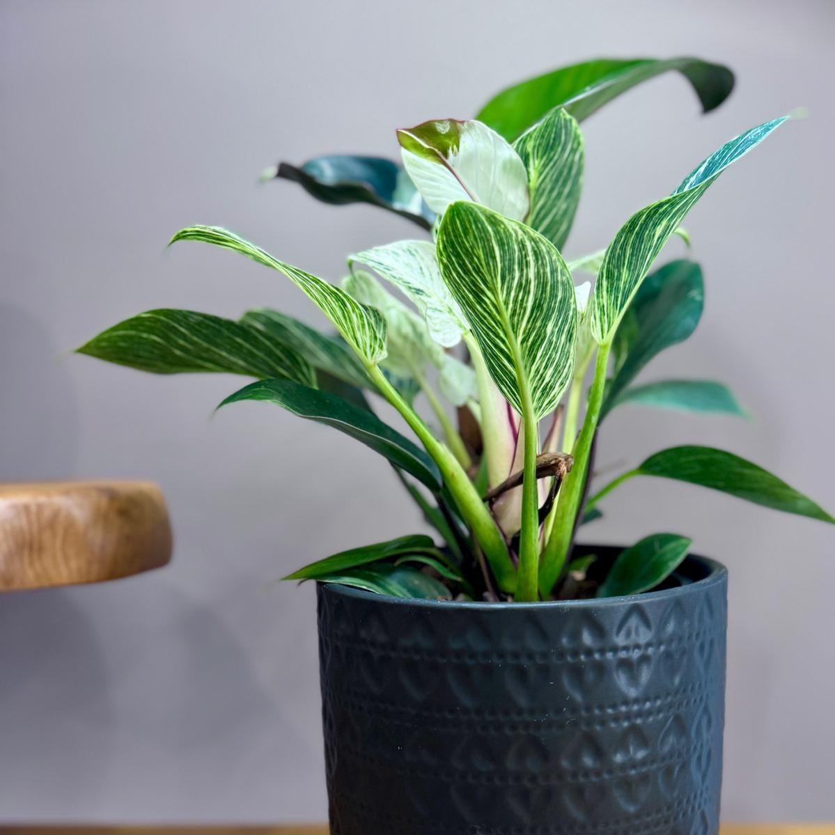 Potted Philodendron Birkin Striata plant in a textured black pot on a wooden surface with a grey background