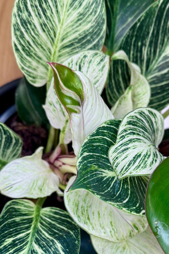Potted Philodendron Birkin Striata plant with green and white leaves on a wooden surface
