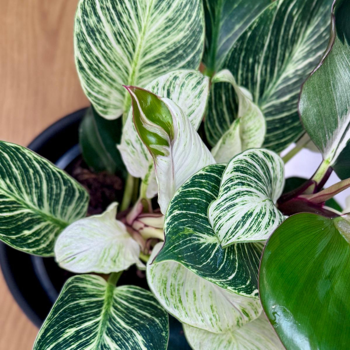 Potted Philodendron Birkin Striata plant with green and white leaves on a wooden surface