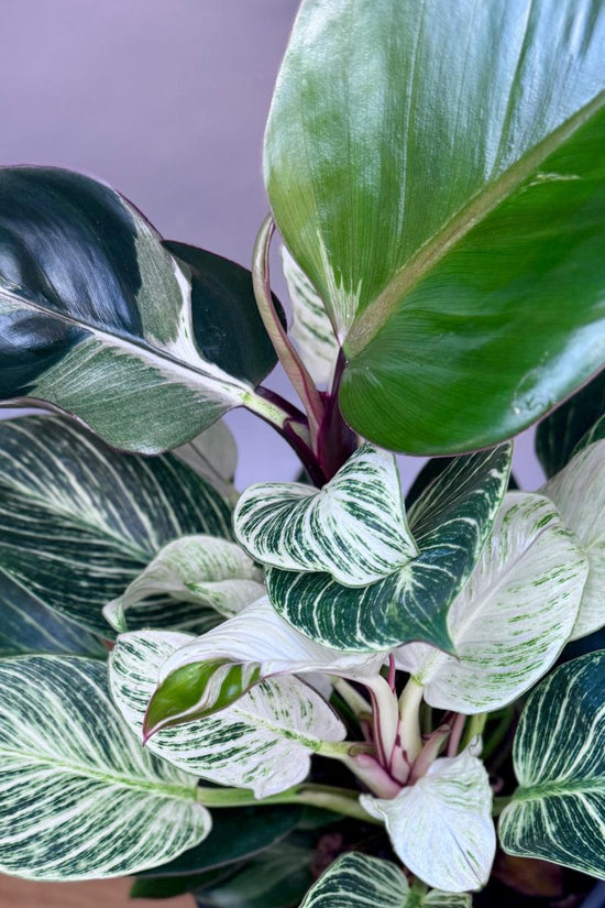 Variegated Philodendron Birkin Striata houseplant on a wooden surface with a neutral background