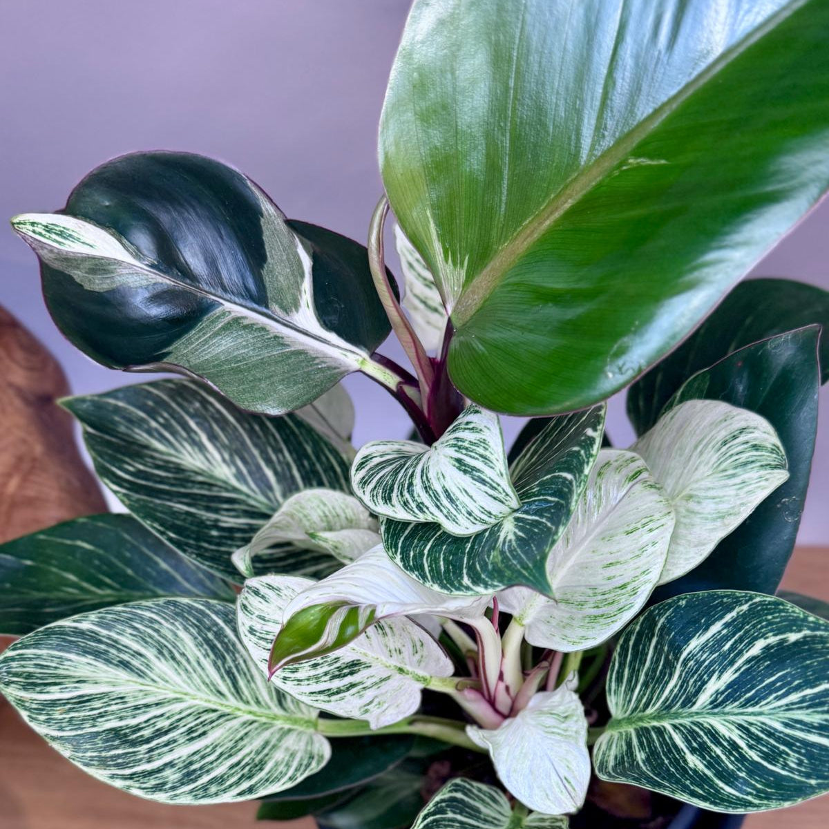 Variegated Philodendron Birkin Striata houseplant on a wooden surface with a neutral background
