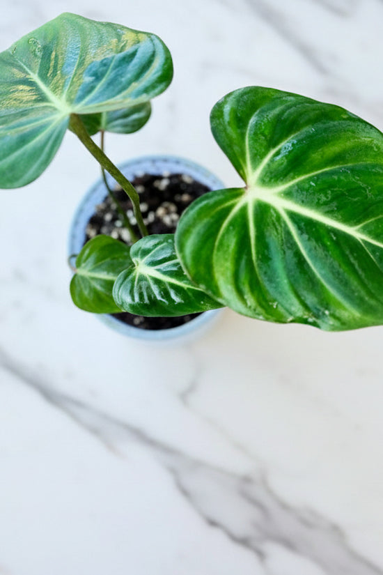 Potted Philodendron Gloriosum plant with large green leaves on a blue background