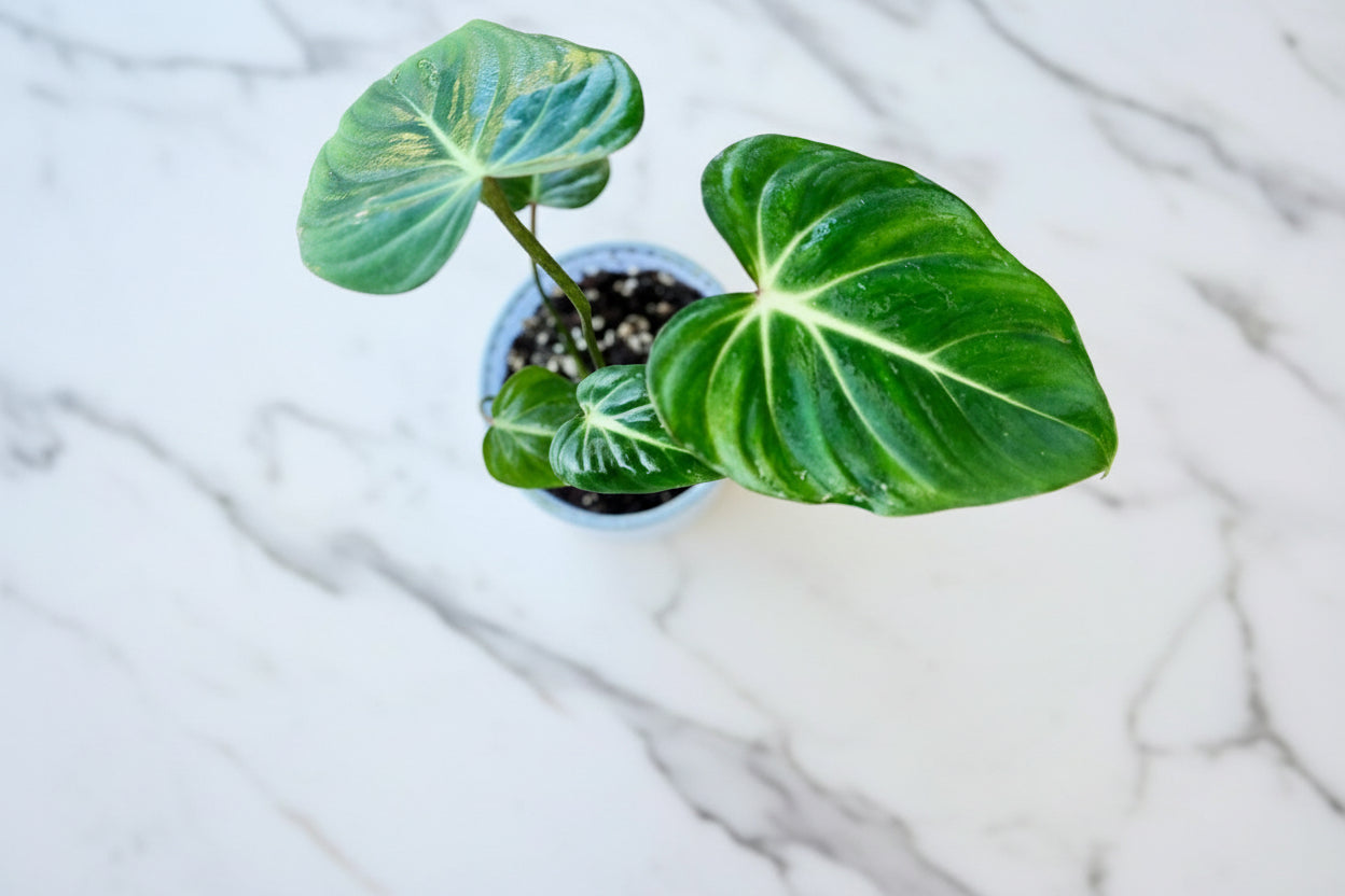 Potted Philodendron Gloriosum plant with large green leaves on a blue background