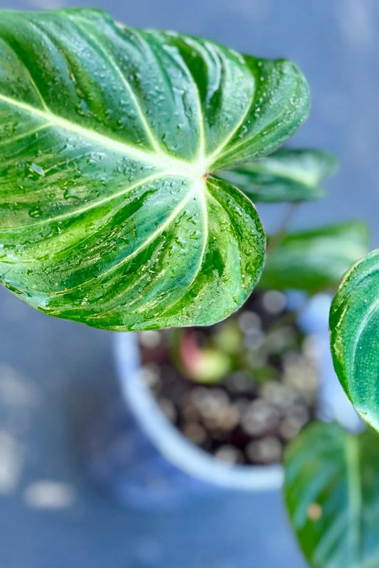 Potted Philodendron Gloriosum plant with large green leaves on a blue background