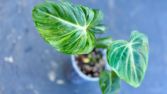 Potted Philodendron Gloriosum plant with large green leaves on a blue background