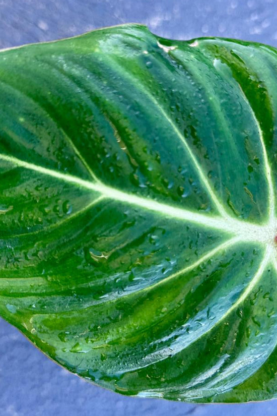 Close-up of a green leaf Philodendron Gloriosum with a blue background