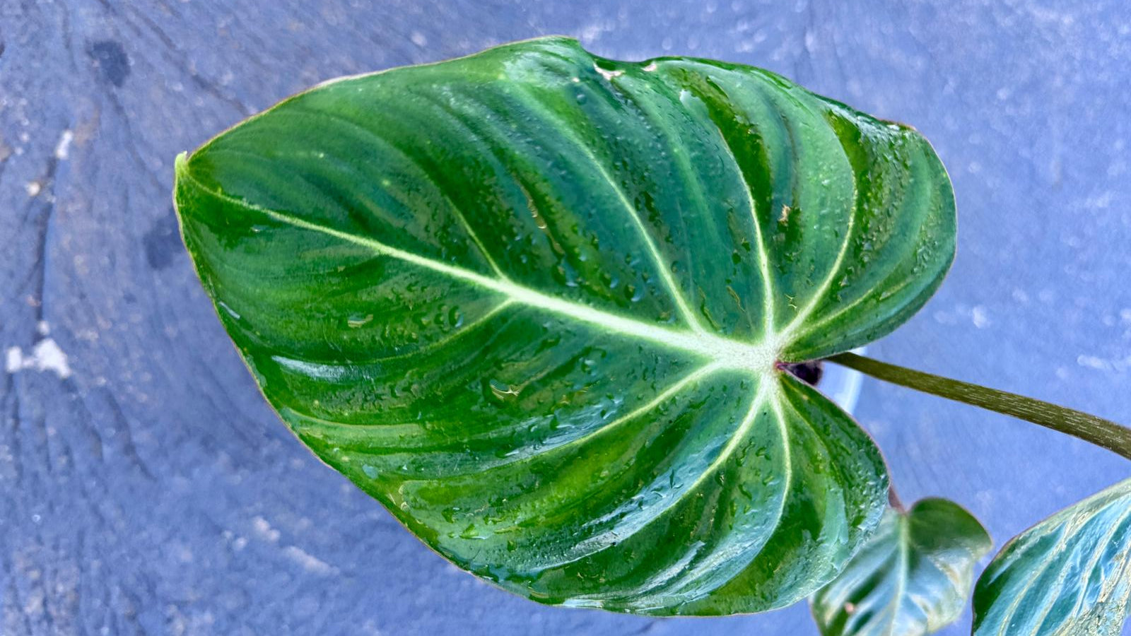 Close-up of a green leaf Philodendron Gloriosum with a blue background
