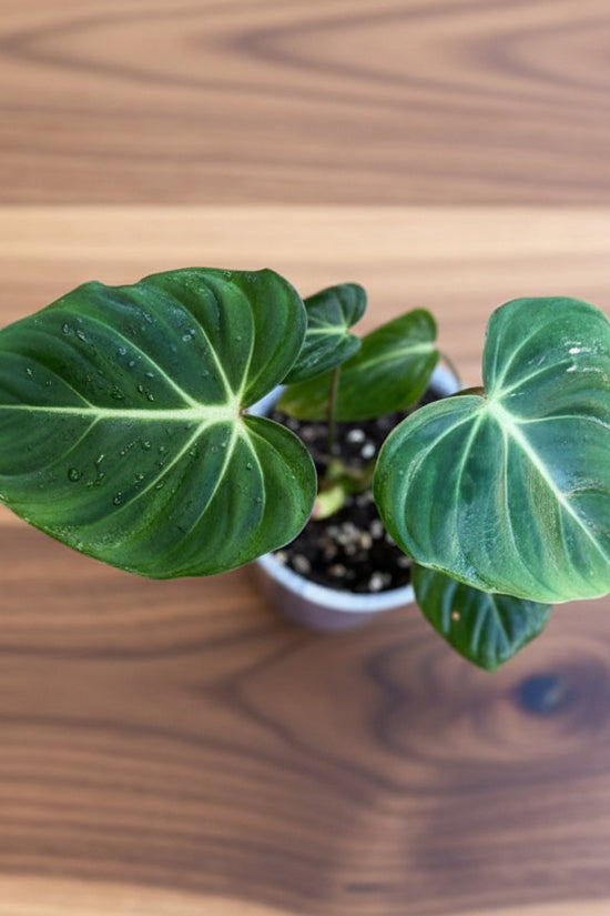 Potted Philodendron Gloriosum plant with large green leaves on a blue background