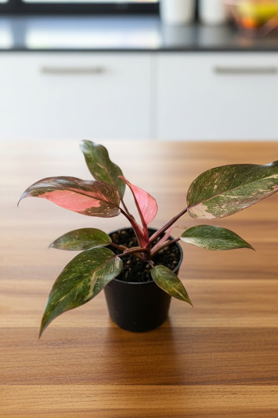 Philodendron Pink Princess