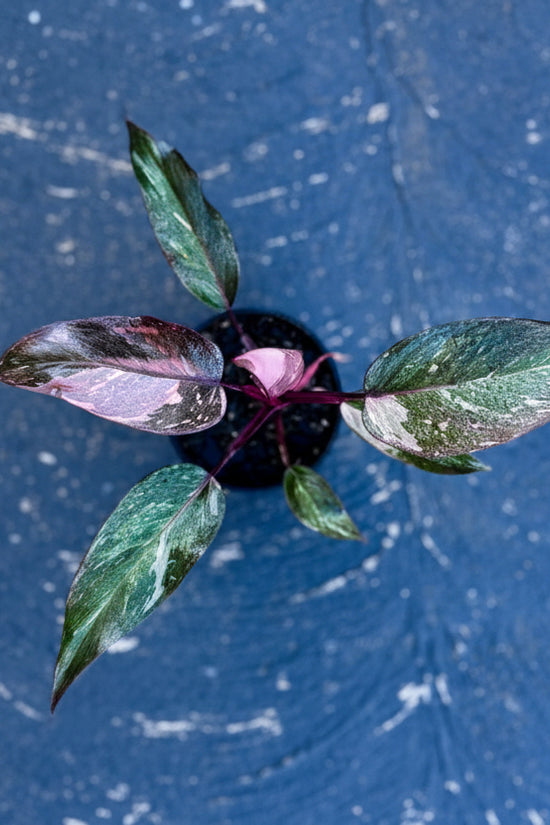 Small Philodendron Pink Princess with green leaves 