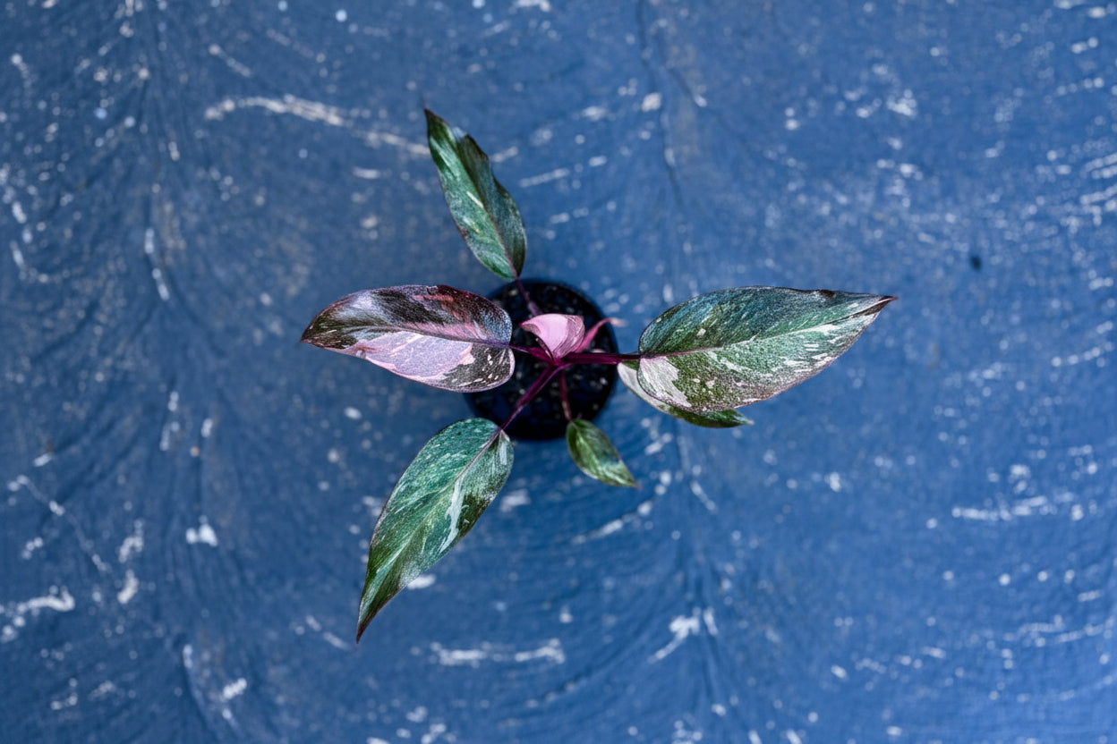 Small Philodendron Pink Princess with green leaves 