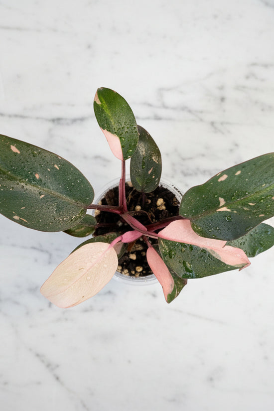 Philodendron erubescens - 'Pink Princess'